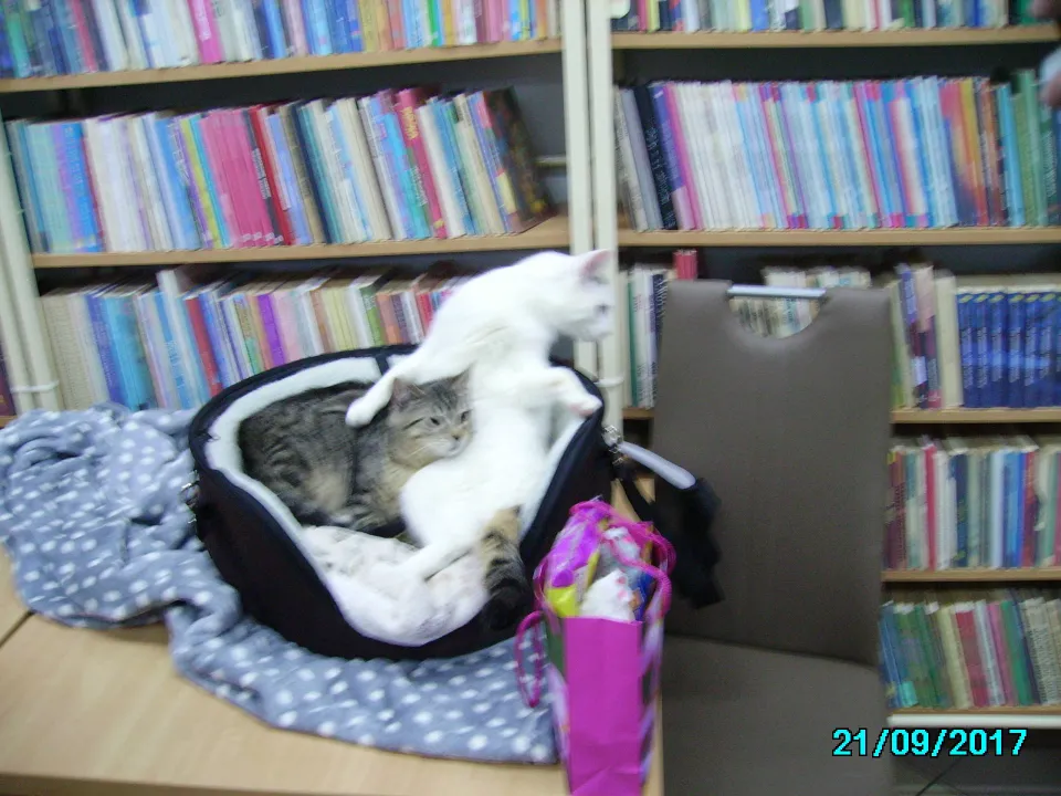 Biblioteka — zdjęcie 26
