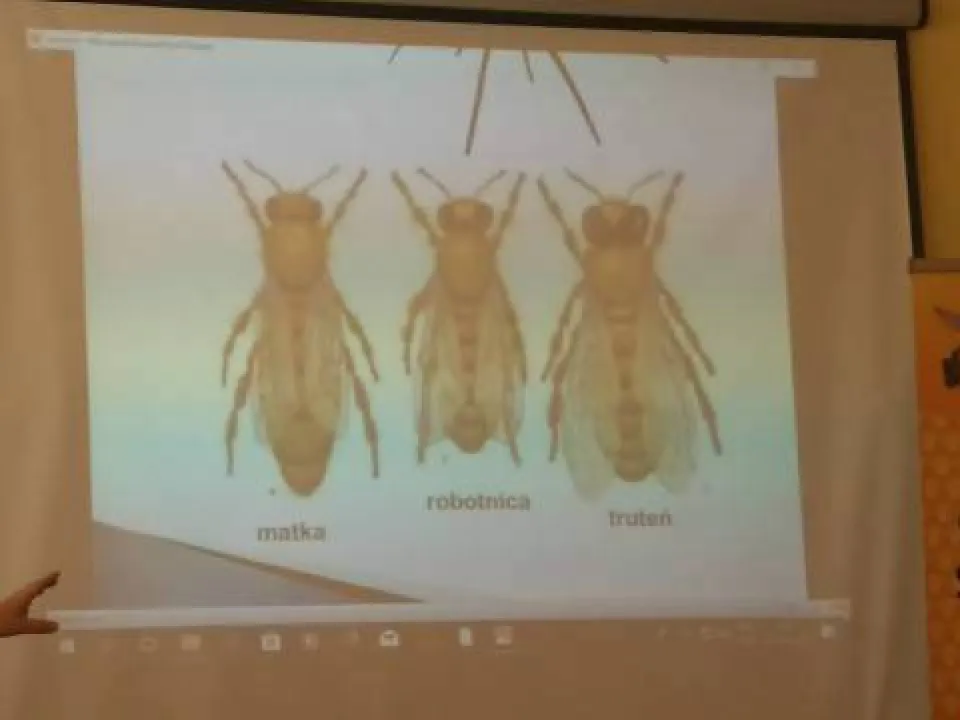 Wizyta pszczelarza — zdjęcie 50