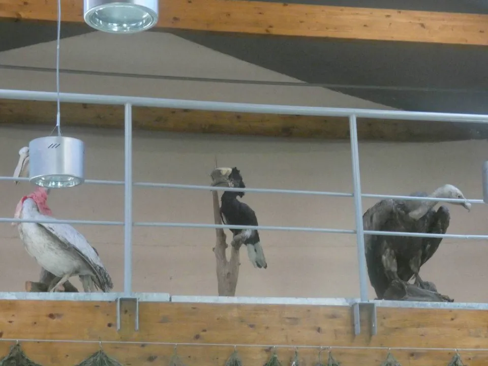 Chorzów ZOO — zdjęcie 2