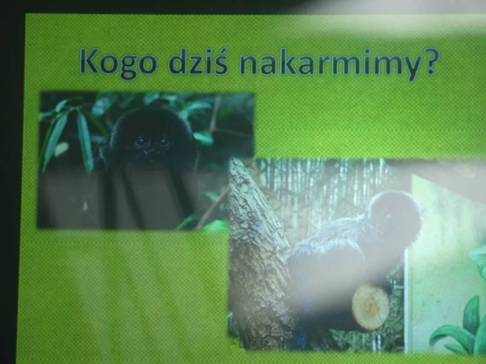 Chorzów ZOO — zdjęcie 8