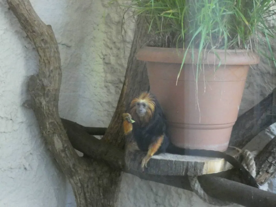 Chorzów ZOO — zdjęcie 20