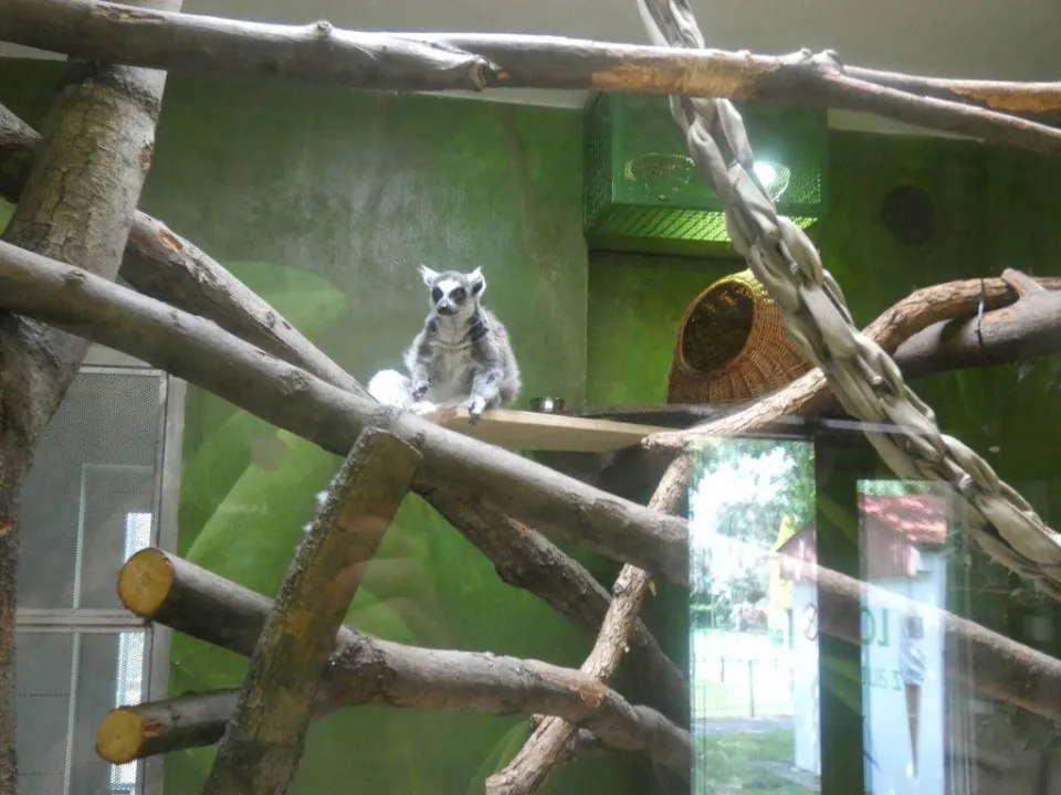 Chorzów ZOO — zdjęcie 25