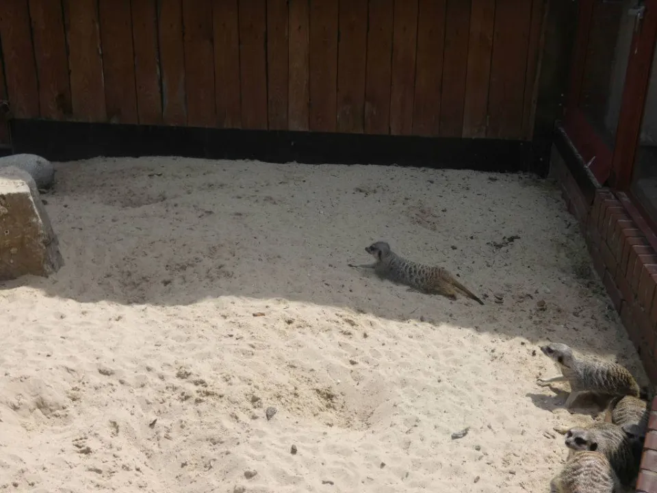 Chorzów ZOO — zdjęcie 26