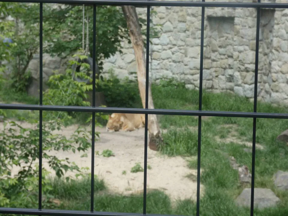 Chorzów ZOO — zdjęcie 28