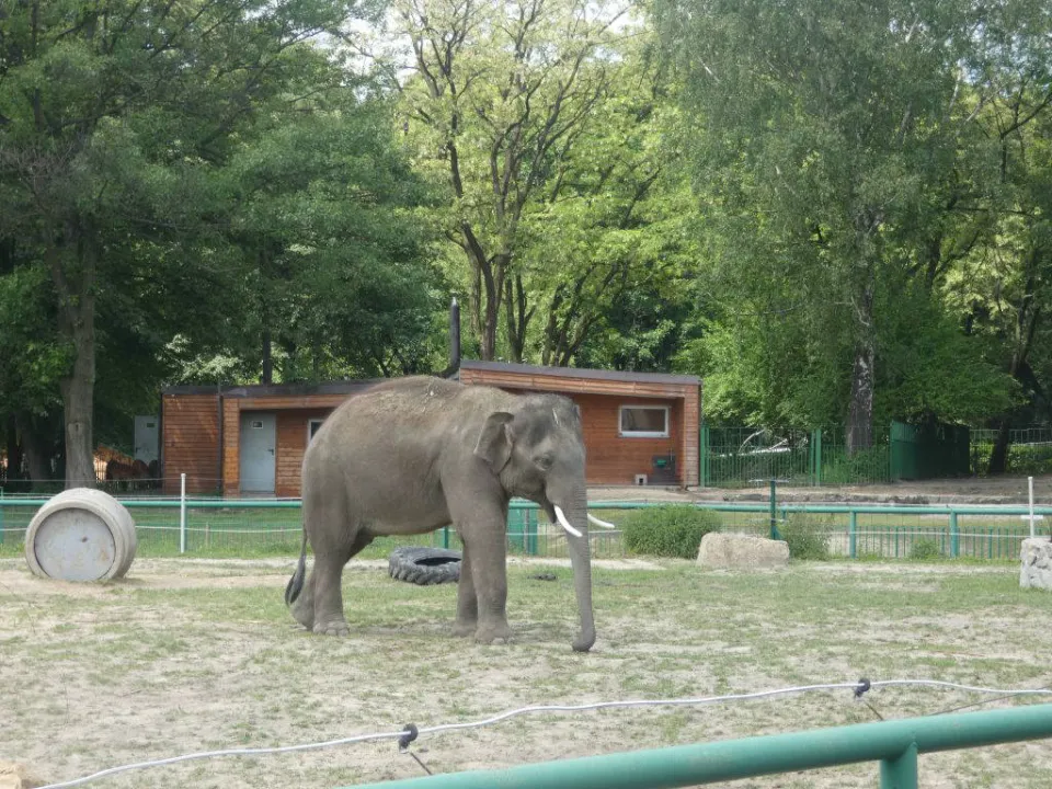 Chorzów ZOO — zdjęcie 40