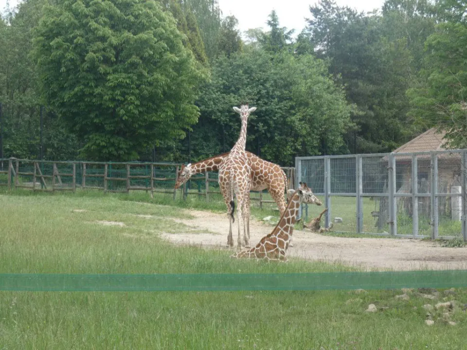Chorzów ZOO — zdjęcie 42