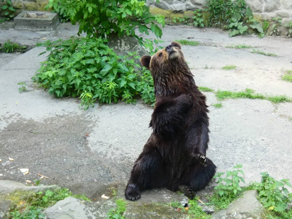 Chorzów ZOO — zdjęcie 45
