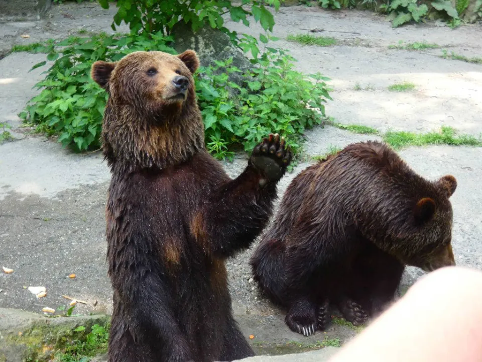 Chorzów ZOO — zdjęcie 46