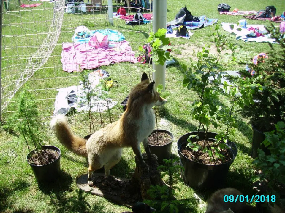 piknik — zdjęcie 34