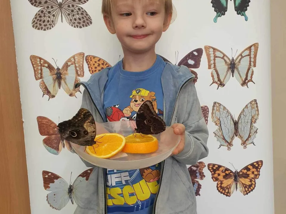 Spotkanie z motylami w grupie delfinów — zdjęcie 15