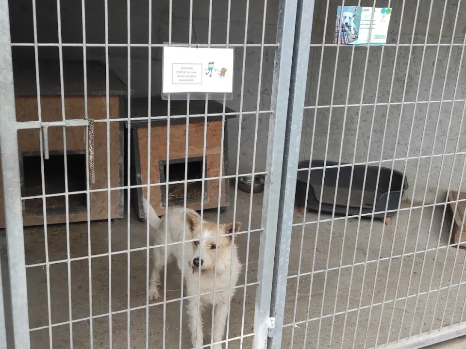 PODZIĘKOWANIE ZA ZBIÓRKĘ KARMY DLA ZWIERZĄT ZE SCHRONISKA — zdjęcie 4
