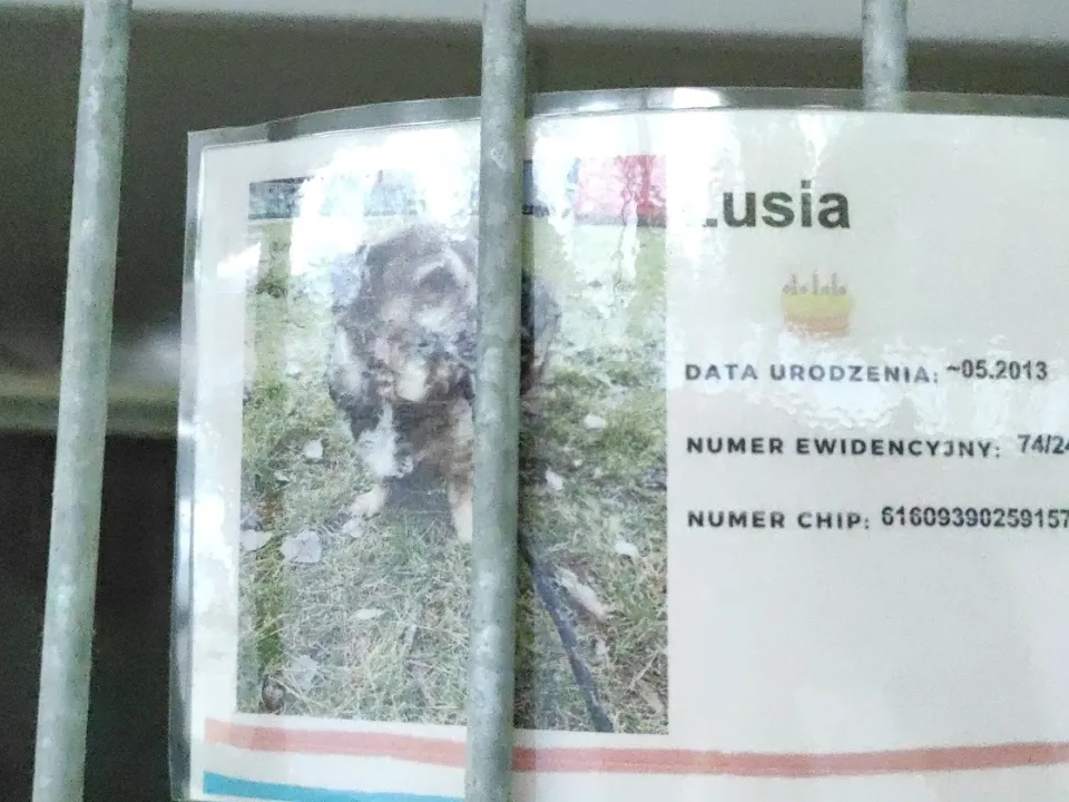 PODZIĘKOWANIE ZA ZBIÓRKĘ KARMY DLA ZWIERZĄT ZE SCHRONISKA — zdjęcie 9