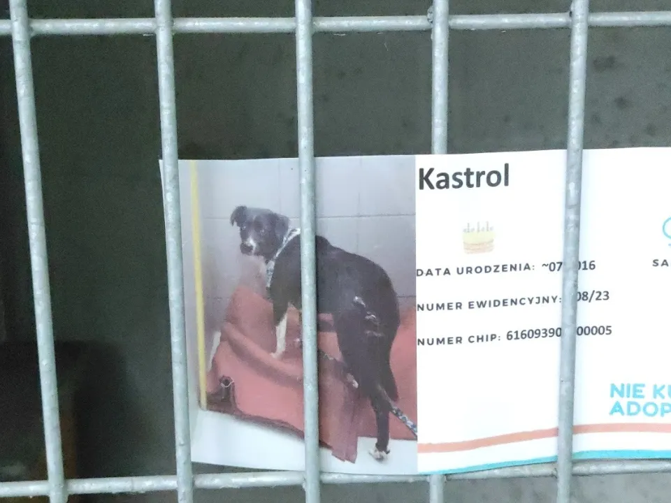 PODZIĘKOWANIE ZA ZBIÓRKĘ KARMY DLA ZWIERZĄT ZE SCHRONISKA — zdjęcie 11