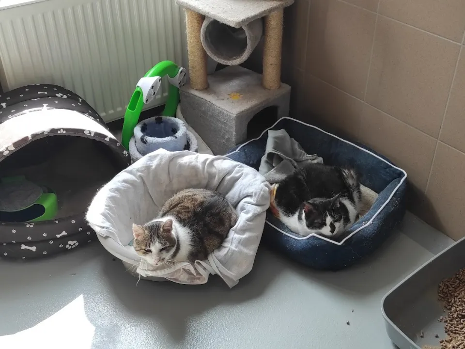 PODZIĘKOWANIE ZA ZBIÓRKĘ KARMY DLA ZWIERZĄT ZE SCHRONISKA — zdjęcie 17