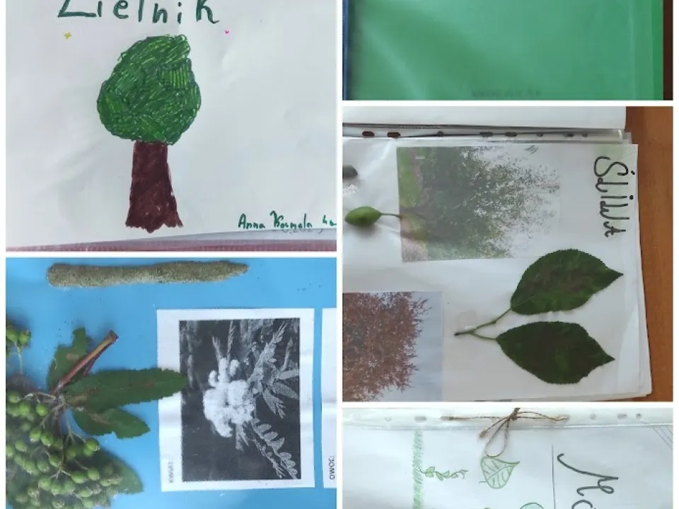 Jakie drzewa rosną w lesie?  — zdjęcie 1