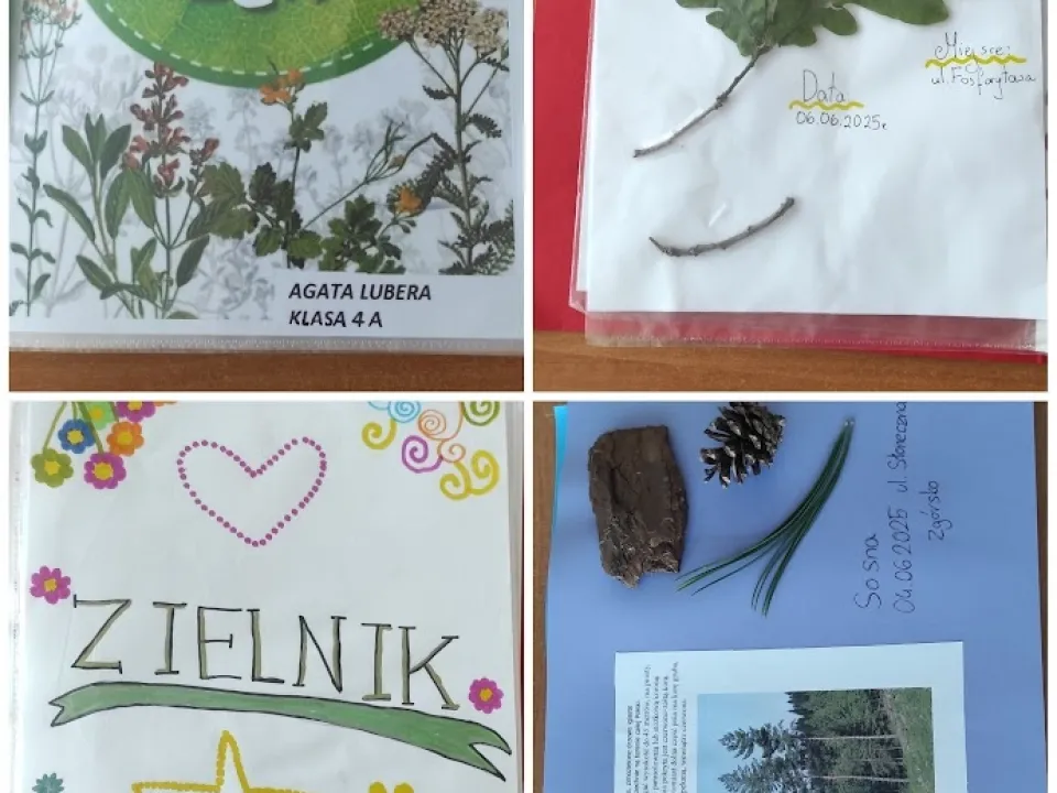Jakie drzewa rosną w lesie?  — zdjęcie 3