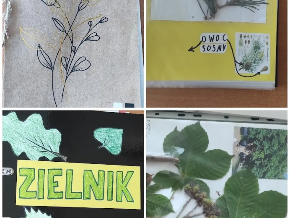 Jakie drzewa rosną w lesie?  — zdjęcie 4