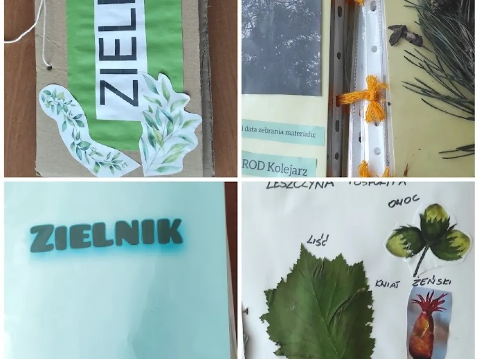 Jakie drzewa rosną w lesie?  — zdjęcie 5