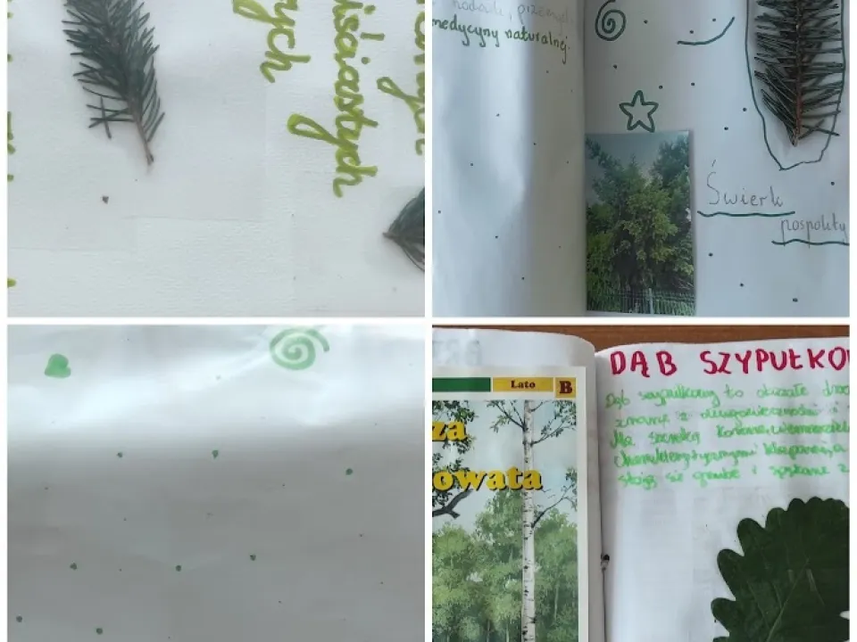Jakie drzewa rosną w lesie?  — zdjęcie 9
