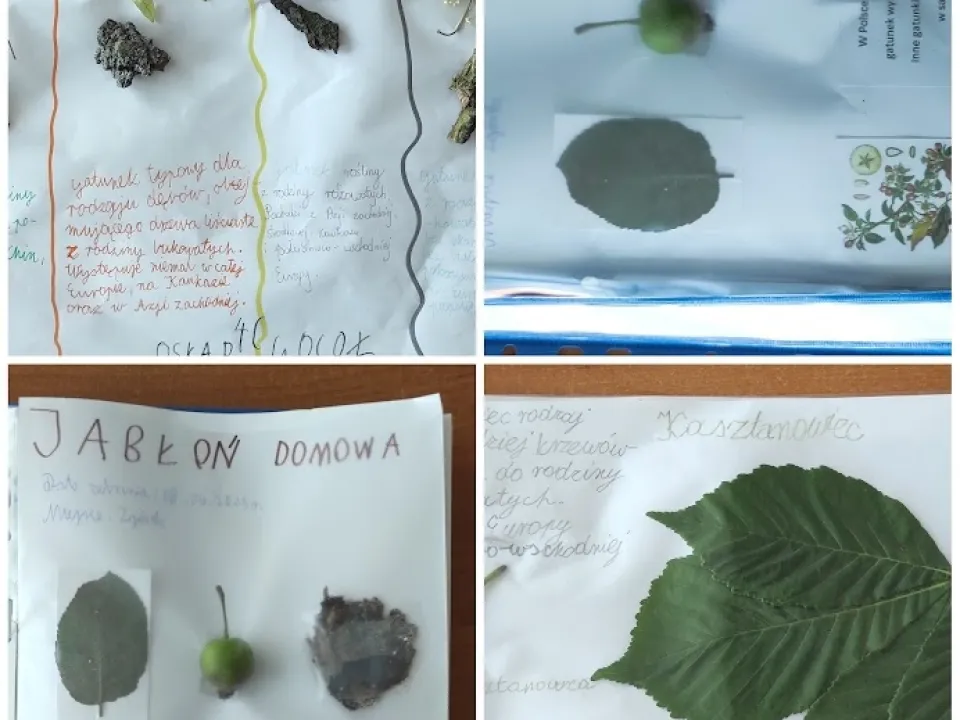 Jakie drzewa rosną w lesie?  — zdjęcie 13