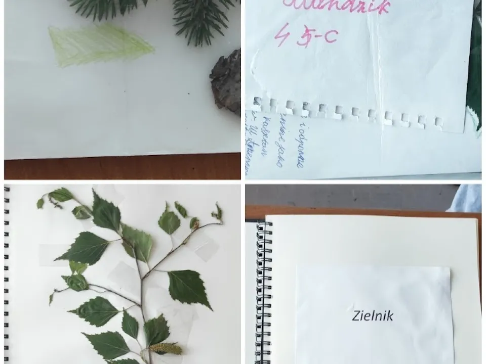 Jakie drzewa rosną w lesie?  — zdjęcie 14