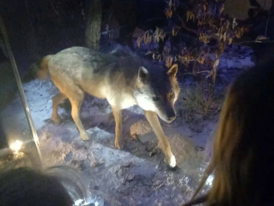 Wizyta w Ośrodku Edukacji Leśnej w Nadleśnictwie Kielce — zdjęcie 5
