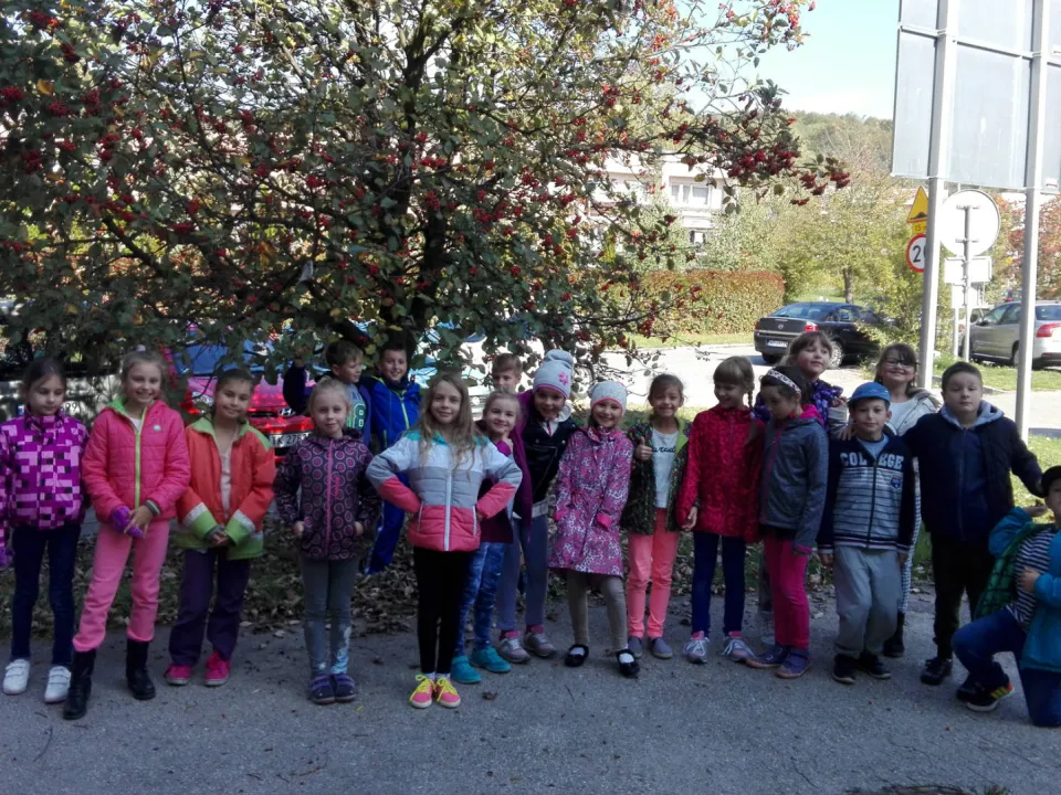 Ile lat ma nasza jarzębina? Pomiarów dokonuje klasa IIID — zdjęcie 1