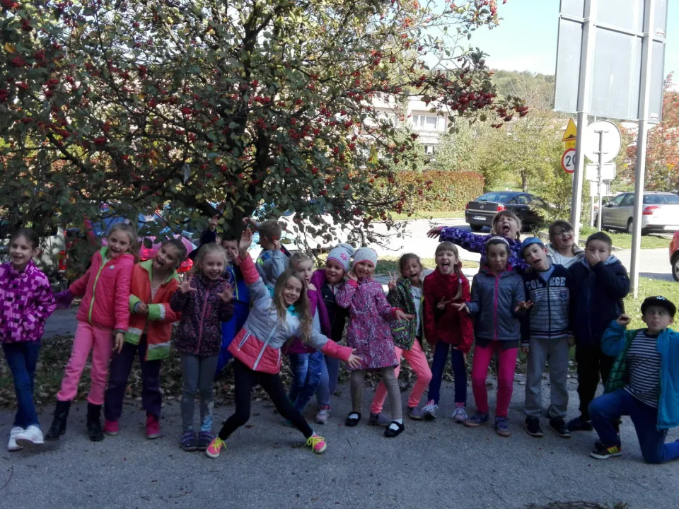 Ile lat ma nasza jarzębina? Pomiarów dokonuje klasa IIID — zdjęcie 2