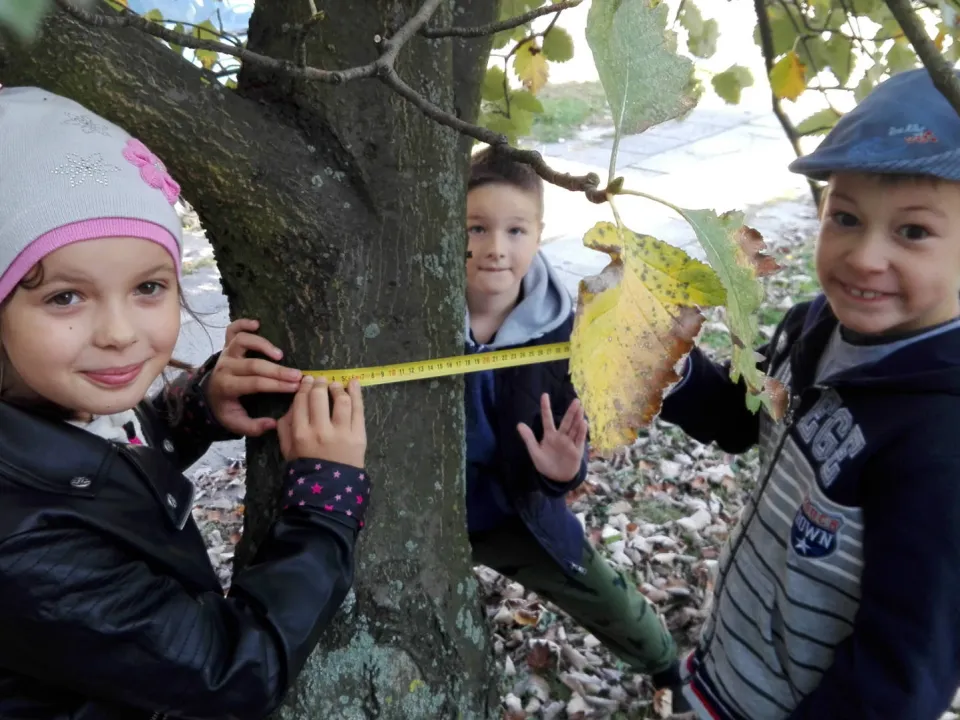 Ile lat ma nasza jarzębina? Pomiarów dokonuje klasa IIID — zdjęcie 3