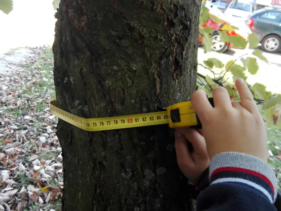 Ile lat ma nasza jarzębina? Pomiarów dokonuje klasa IIID — zdjęcie 6