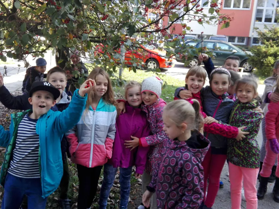 Ile lat ma nasza jarzębina? Pomiarów dokonuje klasa IIID — zdjęcie 8