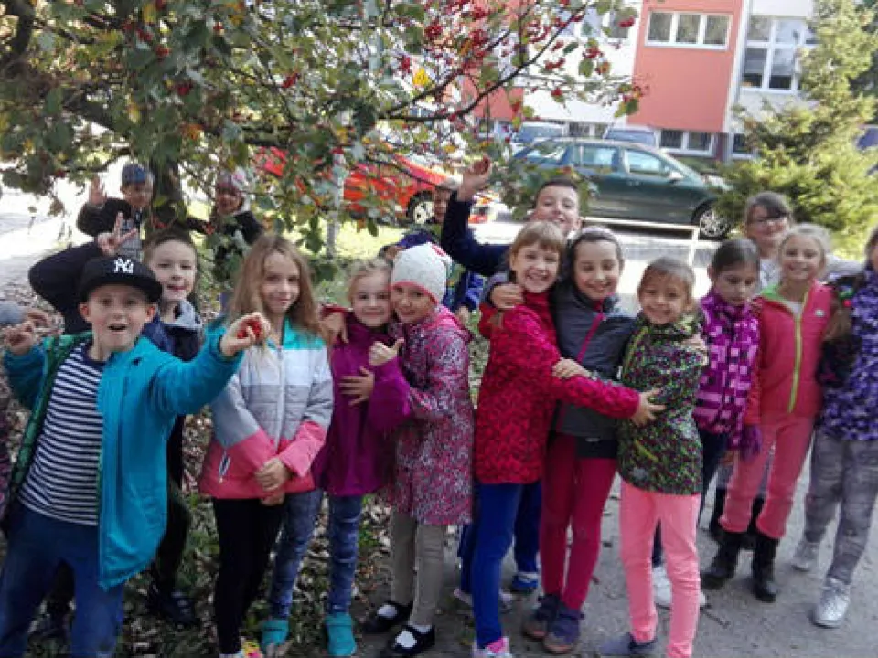 Ile lat ma nasza jarzębina? Pomiarów dokonuje klasa IIID — zdjęcie 9