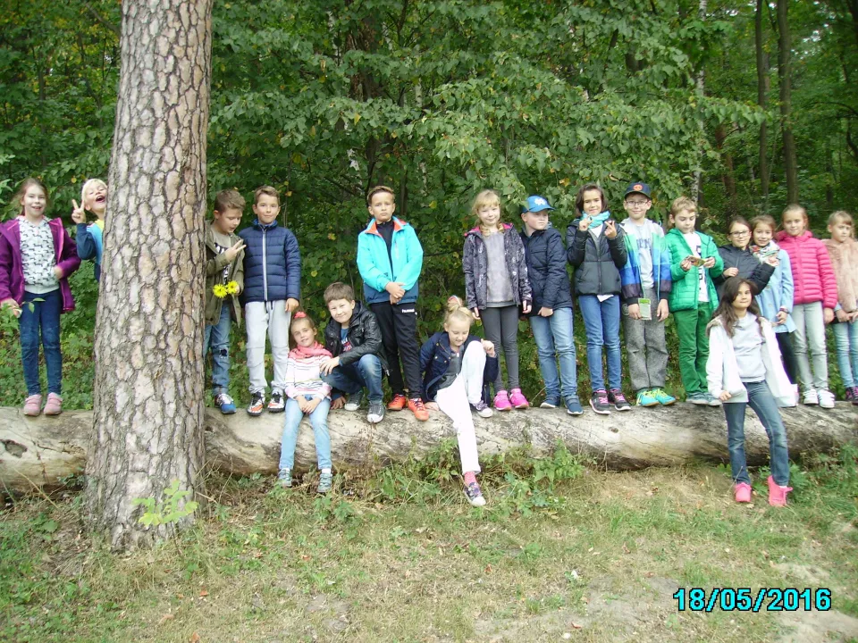 Jesienny spacer do lasu klasy IIIC.  Pomiary drzew. — zdjęcie 13
