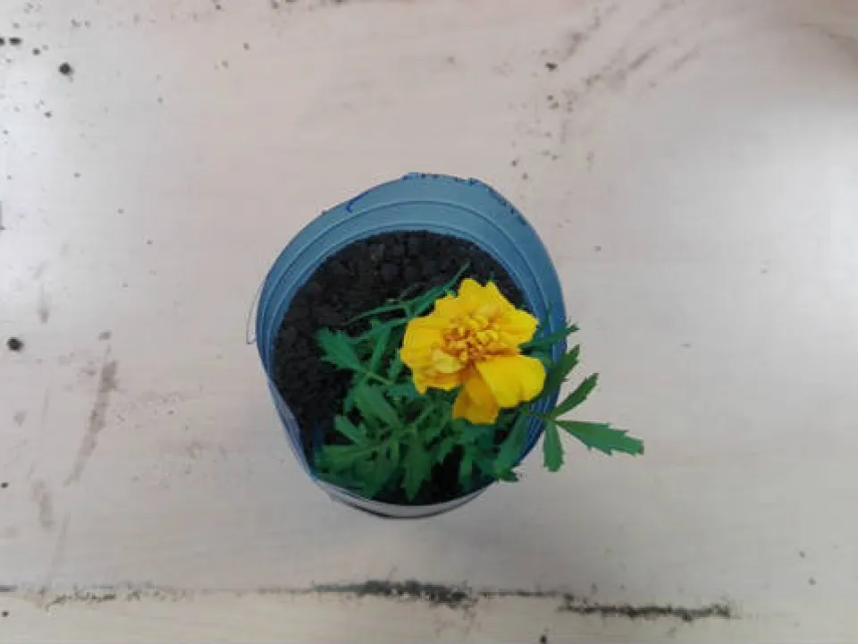 IIID sadzi kwiaty w Ogrodzie Botanicznym — zdjęcie 17