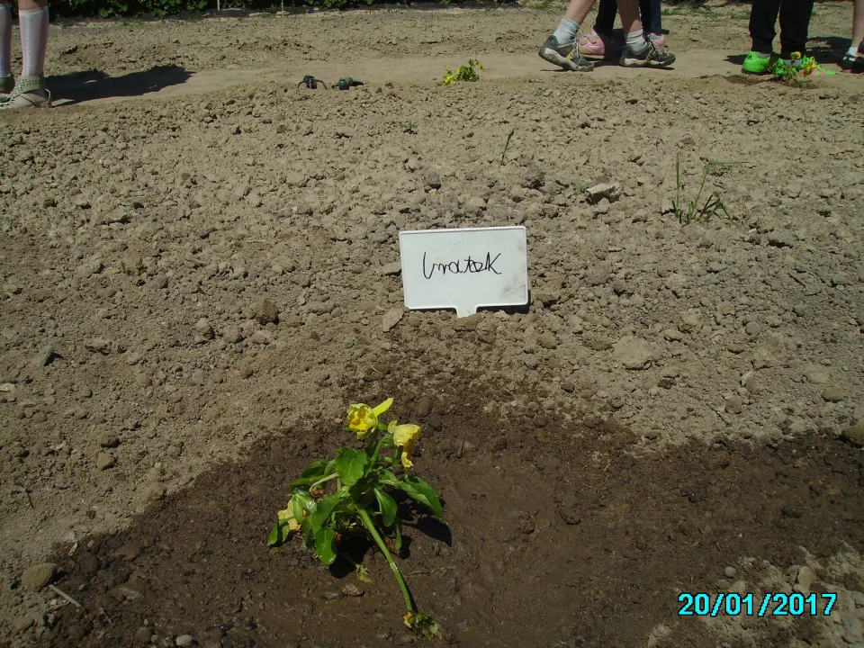 „Ogrodnikiem być…” z klasą III C w Ogrodzie Botanicznym w Kielcach. — zdjęcie 22
