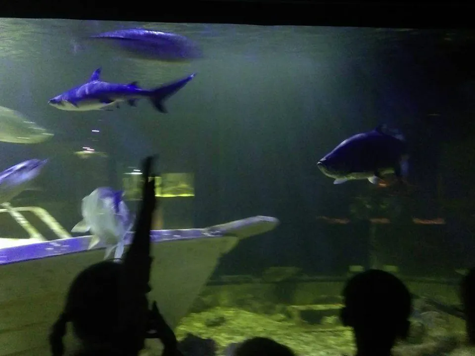 Delfiny w Oceanarium — zdjęcie 1