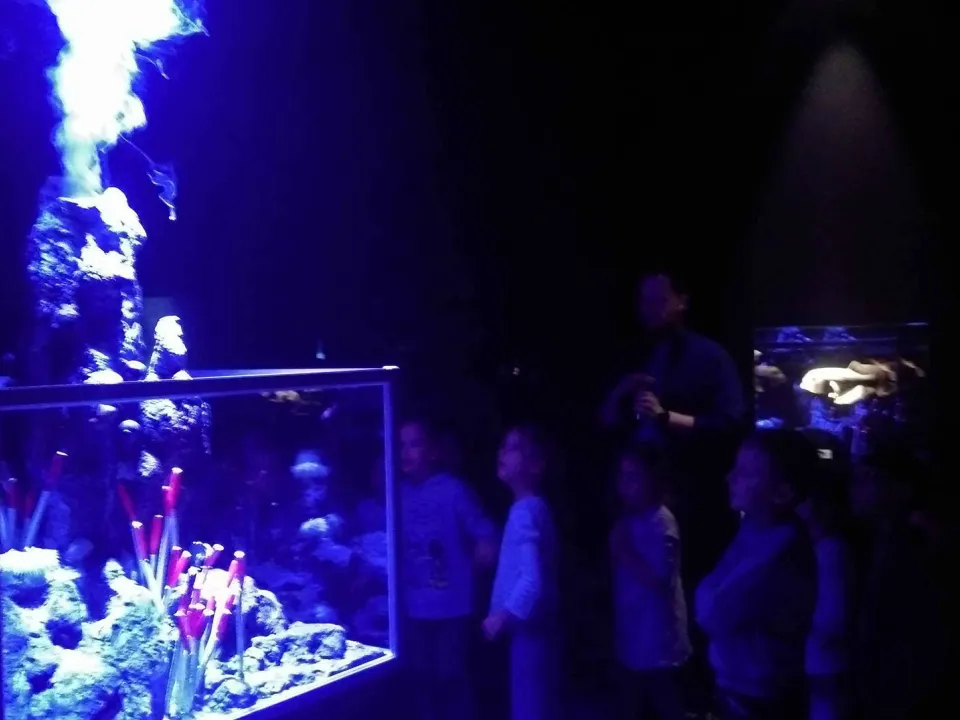 Delfiny w Oceanarium — zdjęcie 24