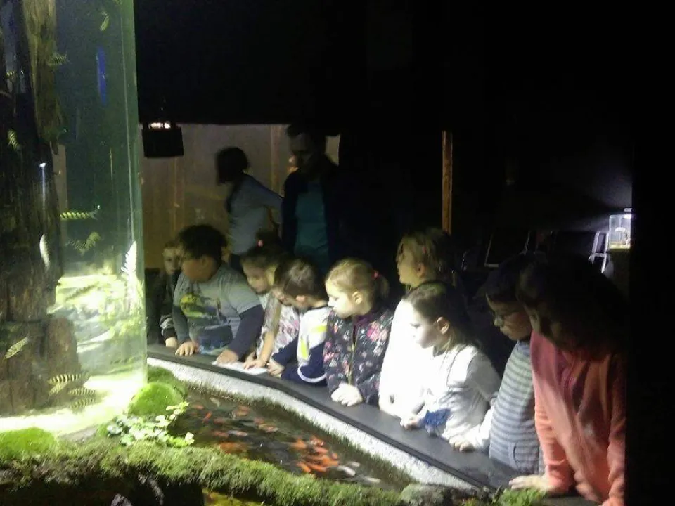 Delfiny w Oceanarium — zdjęcie 27