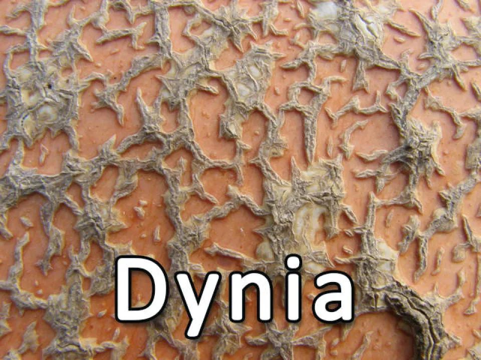 Co to jest? - edycja 1 — zdjęcie 4
