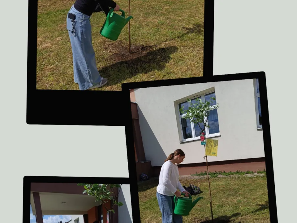 Jarząb szwedzki – drzewo wdzięczności i ekologicznej pasji — zdjęcie 3