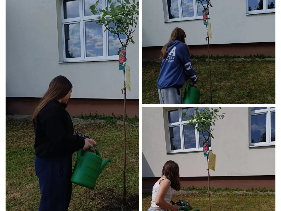 Jarząb szwedzki – drzewo wdzięczności i ekologicznej pasji — zdjęcie 5