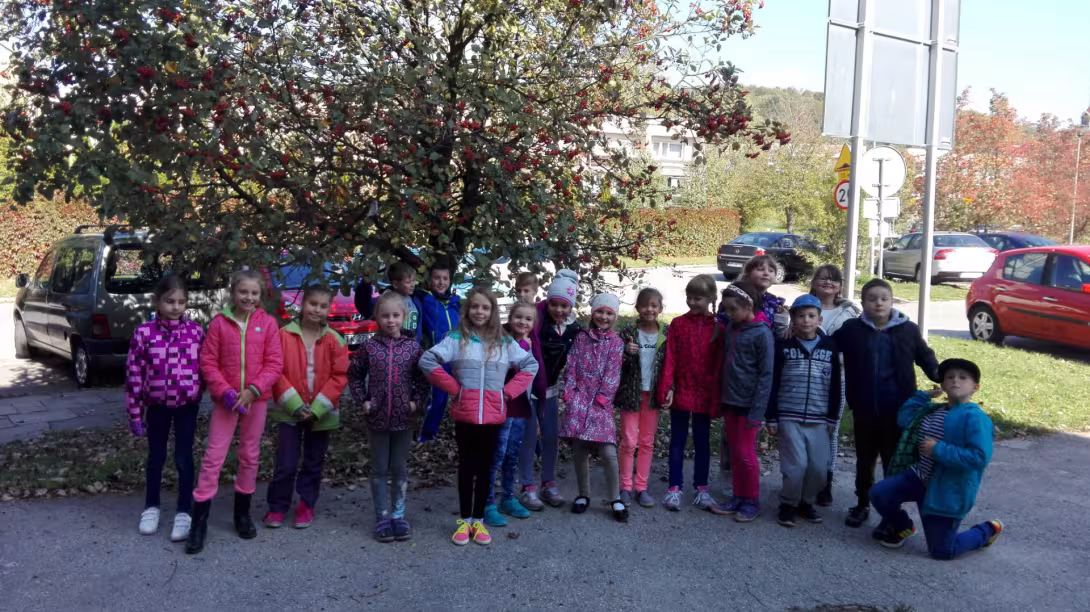 Ile lat ma nasza jarzębina? Pomiarów dokonuje klasa IIID — zdjęcie 1